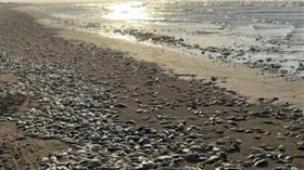 ▲金塔納海灘郡公園海灘上的大量魚屍。（圖／翻攝自Quintana Beach County Park臉書）