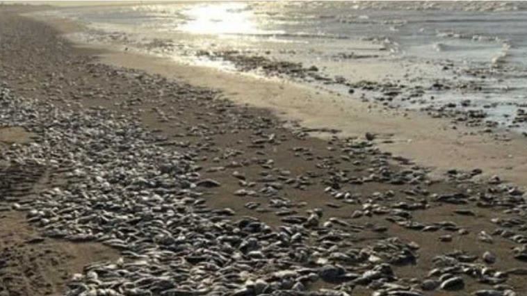 詭異魚屍綿延海灘嚇人　魚群大量集體死亡