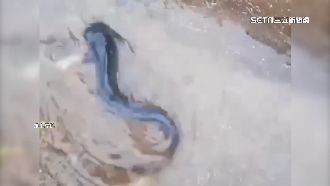 雨灌台南路樹倒！高雄校園驚見土虱游竄