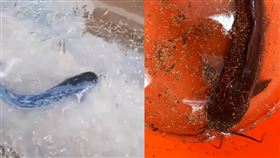 土虱,雄中,豪雨,高雄