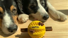 潔牙骨,飼主,寵物,米製品,毛小孩,少子化