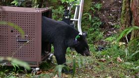 黑熊,野放,陷阱,套索,苦茶園,花蓮