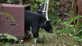 誤觸陷阱！台灣黑熊截2手指　野放畫面曝