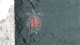 海龜,佛,紅漆,紅字,龜殼