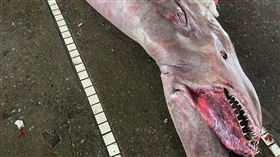 食材,教材,哥布林鯊,南方澳,宜蘭,台灣海洋藝術館（圖／翻攝自臉書）