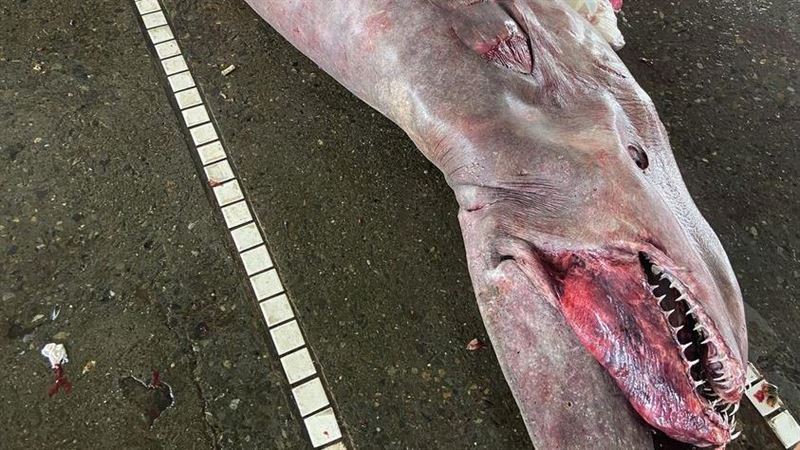 1億年前奇獸惡魔鯊「身懷6鯊亡」現身宜蘭