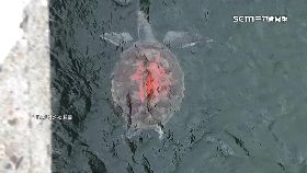 文 龜甲寫佛字1200