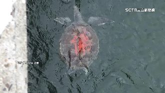 放生？惡作劇？綠蠵龜殼遭噴「佛」字紅漆