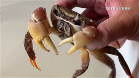 嚇死誰…上廁所一掀馬桶　驚見大螃蟹探出