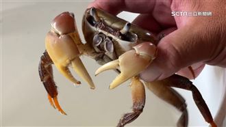 嚇死誰！上廁所一掀馬桶驚見大螃蟹探出