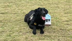 新北,退役,警犬,申請,搶破頭,