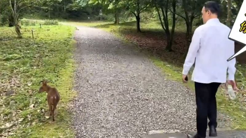 福山植物園生態優　警搜索詐彈山羌作陪