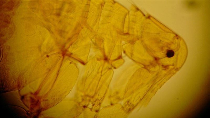 跳蚤是美食專家？「叮一整排」原因超爆笑