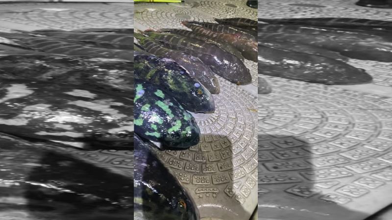 冒雨巡迴日月潭　達人1夜連釣14尾大魚虎