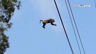 躲東方蜂鷹攻擊！猴群展輕功飛竄樹林逃命
