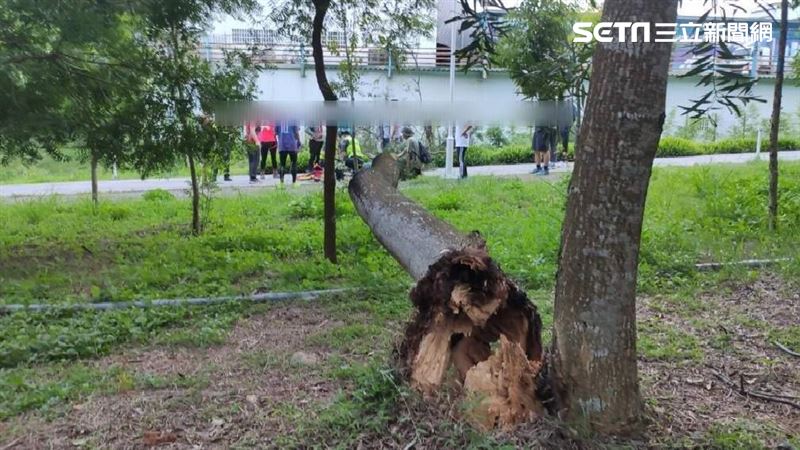 逢甲學生被樹砸死 2年前東海也爆類似悲劇