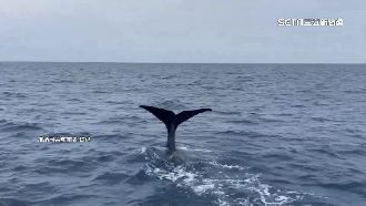 東部海域抹香鯨母子檔現蹤！遊客喜迎嬌客