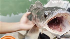 日月潭，外來種，魚虎，釣魚達人，黃小四(圖／記者周均庭拍攝)