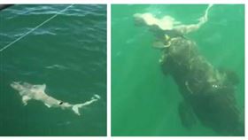 巨型石斑魚一口把鯊魚吃下肚，現場漁民們全看傻。（圖／翻攝自Capt John Brossard aka Shark Chaser Charters）