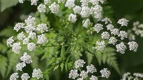 有毒植物毒堇(Poison hemlock)