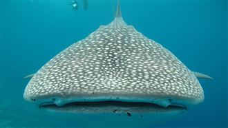漁民搶摸餵食鯨鯊　官方1理由認定沒觸法