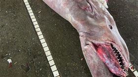 食材,教材,哥布林鯊,南方澳,宜蘭,台灣海洋藝術館（圖／翻攝自臉書）