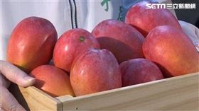 芒果品質更勝去年 南市府攜手在地店家推甜點