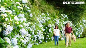 武陵農場高山繡球花盛開。（圖／武陵農場提供）