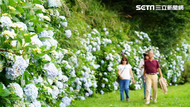 武陵農場巨無霸繡球花盛開　繽紛花海吸睛