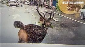 彰化市彰南路出現大公水鹿橫越馬路。（圖／翻攝畫面）