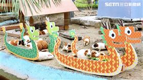 台南,頑皮世界,端午,龍舟,天竺鼠