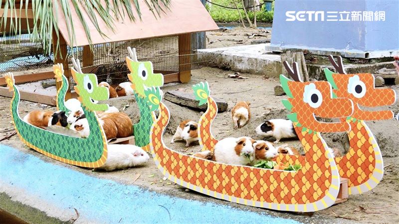 頑皮世界過端午！天竺鼠龍舟上吃粽萌翻