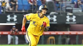 ▲張志豪第8轟。（圖／中信兄弟球團提供）