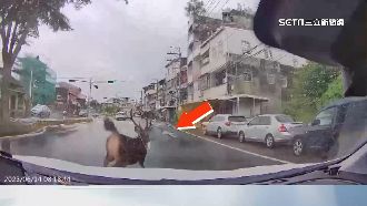 八卦山跑出覓食　野生水鹿鬧區狂奔險遭撞