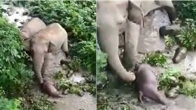 母象痛失幼子拖屍走2公里　泡溪水求奇蹟（圖／翻攝自推特）