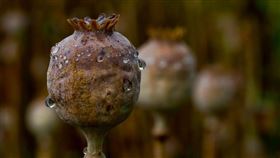 罌粟花（Pixabay）