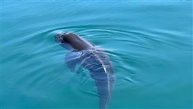 小虎鯨誤闖七美南滬港（2）澎湖七美南滬港18日清晨出現1隻小虎鯨，縣府農漁局保育人員中午趕往七美，在當地小船載運協助下，於傍晚順利將小虎鯨引導至南滬港外海域，只見牠瞬間消失在大海中，不過岸巡單位後續將持續監控。（七美報報提供）中央社  112年6月18日