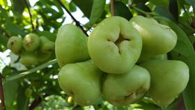 白蓮霧,農產,台南,新市