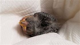 Uber,司機,小鳥,醉漢（圖／翻攝自Wildlife Rehabilitation Center of Northern Utah Facebook）