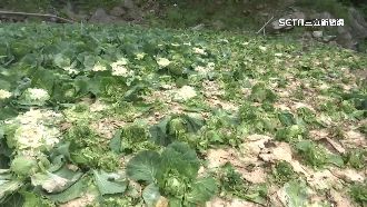 猴闖菜園「大吃buffet」 農夫大聲公嚇阻