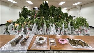 泰籍夫妻來台闢「大麻農場」被查獲