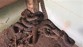 飛機上有蛇,商業內幕,Business linsider,西部,菱紋,響尾蛇,霍金斯,Nathan Hawkins　圖／商業內幕　https://goo.gl/cXvvzX