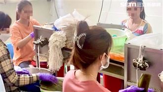 僱11移工趕包粽全被抓！網：哪家那麼好吃