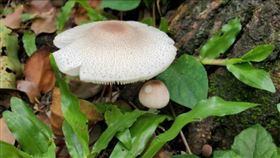 花蓮縣有6位民眾日前誤食「綠褶菇」後，出現噁心、嘔吐、腹痛及腹瀉等症狀，所幸經就醫後已無大礙，花蓮縣衛生局提醒民眾，如果誤食野外毒菇產生身體不適，應盡可能收集可疑毒菇檢體，提供醫師或專家作為專業判定的依據。