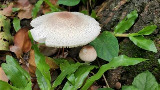 又長菇了！雨激發大量菇體冒出：這次更大