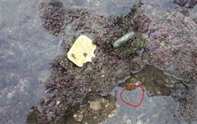 潘忠政指出，柴山多杯孔珊瑚被淤泥覆蓋。圖：翻攝自潘忠政臉書