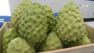 國台辦開放台東釋迦進口　其他縣市未放行