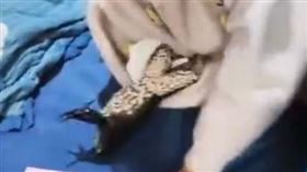 媽媽發現家中傳出「呱呱聲」，意外發現女兒跟青蛙睡在一起。（圖／翻攝自微博）