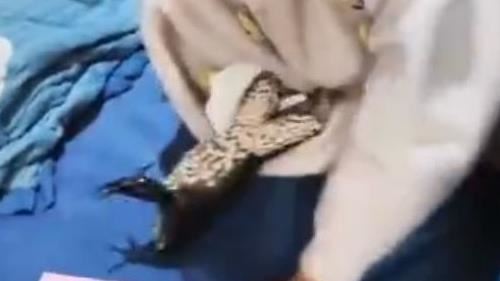 深夜家中傳呱呱聲！母掀愛女棉被瞬間嚇傻