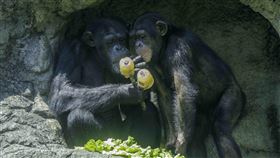 圖／動物園提供